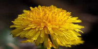 Close Up Dandelion